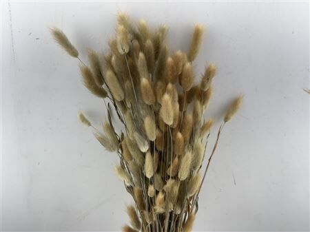 Dried Lagurus Natural Bunch100gr