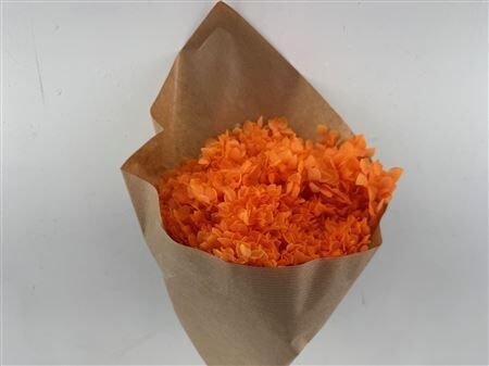 Pres Hydrangea Orange Bunch