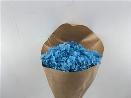 Pres Hydrangea Lightblue Bunch