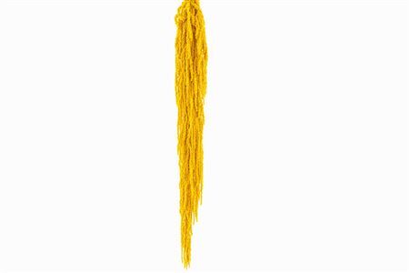 Pres Amaranthus Caud Yellow Bunch