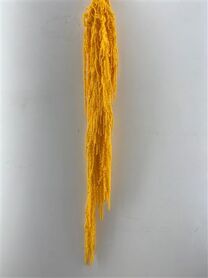 Pres Amaranthus Caud Yellow Bunch