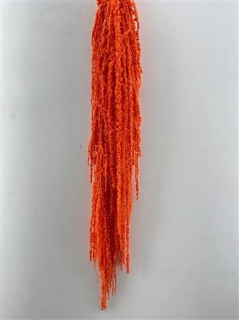 Pres Amaranthus Caud Orange Bunch