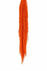 Pres Amaranthus Caud Orange Bunch