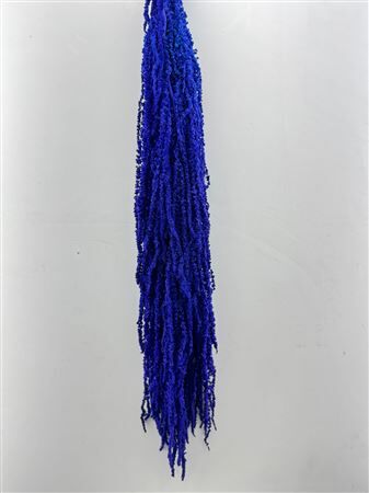 Pres Amaranthus Caud Dark Blue Bunch