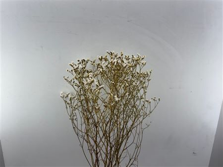 Dried Limon Diamond White Bunch