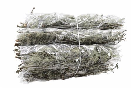 Mostakken Short P Bunch