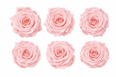 Ro Pres Classic Pink Soft