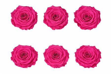 Ro Pres Classic Fuchsia