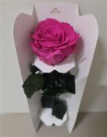 Ro Pres Stem 30cm Fuchsia