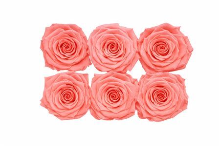 Ro Pres Classic Pink Light