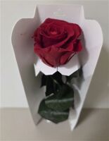 Ro Pres Stem 30cm Red Light