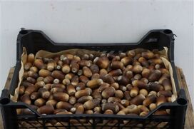 Pinea Quercus Nuts