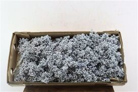 Schinus M Pt Titan Grey Bunch
