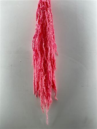 Pres Amaranthus Caud Lightpink Bunch