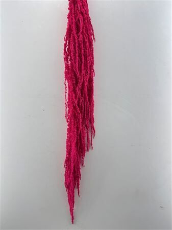 Pres Amaranthus Caud Cerise Bunch