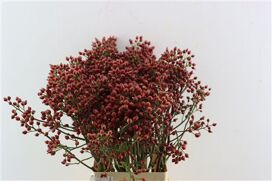 Rosa Magical Pride 70cm