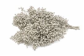 Schinus M Pt Platinum Bunch