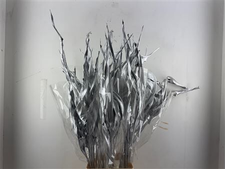 Dried Strelitziablad Silver P Stem