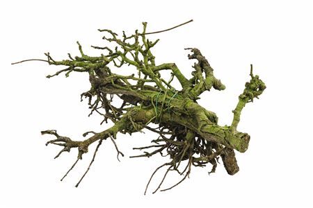 Perenhout Bundle 5pcs