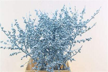 Ilex Kbh Gl Ijsblauw Stem