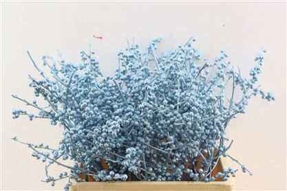 Ilex Kbh Gl Ijsblauw Stem