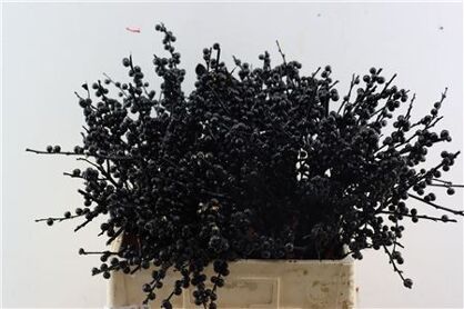 Ilex Kbh Gl Black Stem