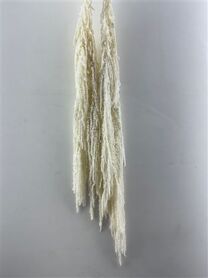 Pres Amaranthus Caud Bleached Bunch