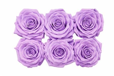 Ro Pres Classic Purple Light