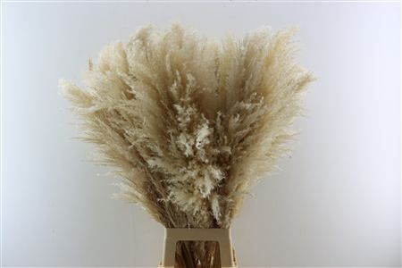 Dried Cortaderia Naturel Extra 100cm P/st