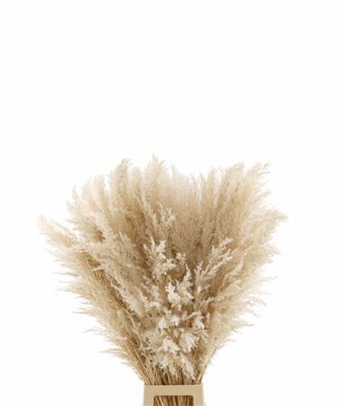 Dried Cortaderia Naturel Extra 100cm Pst
