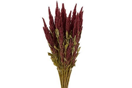 Dried Amaranthus Red Bunch