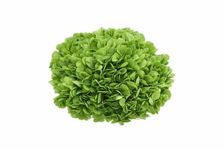 Pres Hydrangea Xl Lime Green Pcs