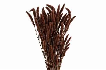 Dried Setaria X5 Brown Bunch