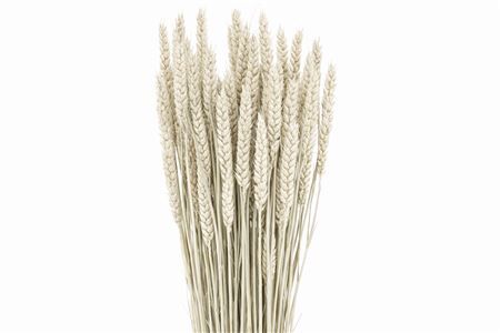 Dried Triticum X5 Frosted White Bunch