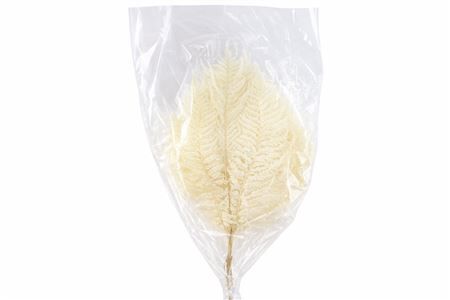 Pres Bracken Fern 10pc Bleached Bunch