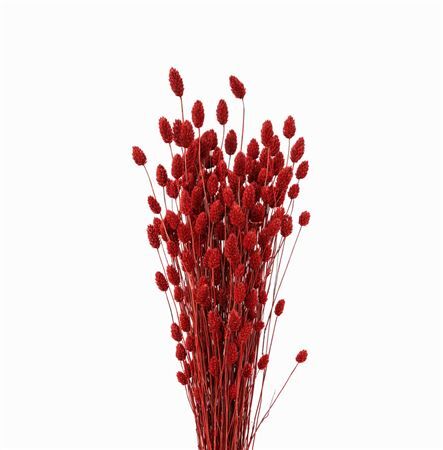 Dried Phalaris Red Bunch