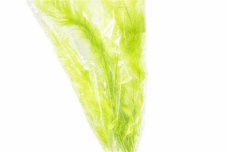 Ostrich Feathers Light Green 55cm 5 Pcs