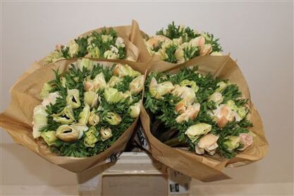 Anem Marianne Panda White