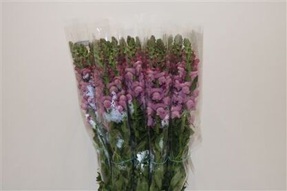 Antir Overig Lavender