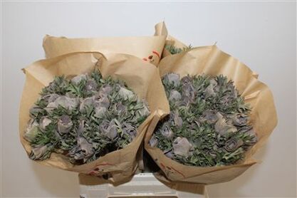 Anem Marianne Powder Brown