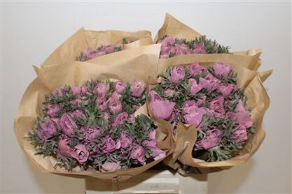 Anem Marianne Powder Wine Red