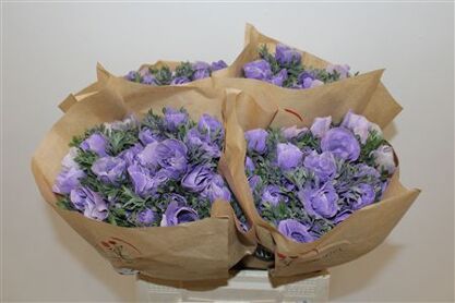 Anem Marianne Powder Lavender