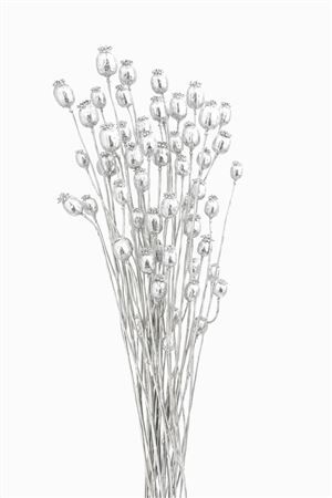 Dried Papaver Silver Bunch