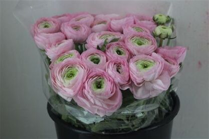 Ran Cloni Sup Confetto San Mauro