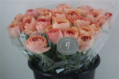 Ran Cloni Sup Champagne