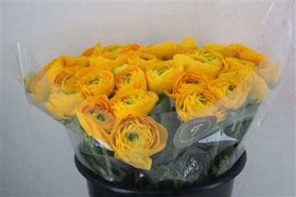 Ran Cloni Sup Solaris