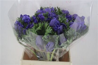 Anem Mistral Super Blue