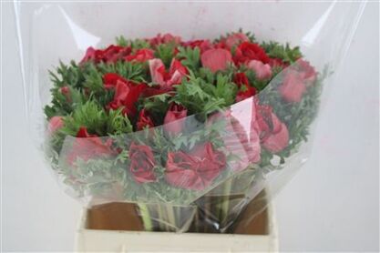 Anem Mistral Super Red