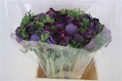 Anem Mistral Super Violet