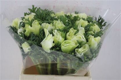 Anem Mistral Super White